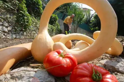 Semences locales : la Maison maraline s'adapte au climat