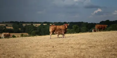 Soutien à l'agriculture : Lecornu promet des mesures floues