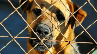 SPA de Vallérargues : hausse inquiétante des abandons d'animaux