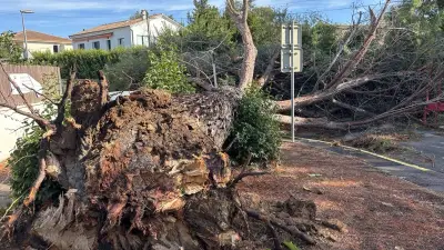 Tempête rare à Saint-Georges-d'Orques : une centaine d'arbres déracinés