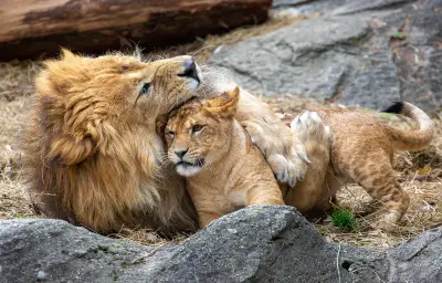 Tokyo : trois lionnes meurent de chaud dans un zoo