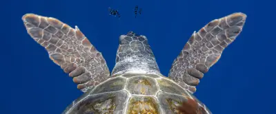 Tortues caouannes de plus en plus fréquentes sur la façade montpelliéraine