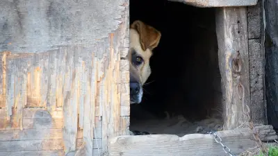 Trois chiens empoisonnés à Sadroc, un mort : la mairie appelle à la vigilance