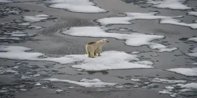 Trump annule un rapport clé sur l'Arctique