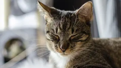 Un chat volé à Bordeaux retrouve sa maîtresse 17 ans après