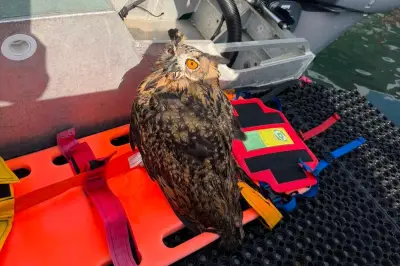 Un hibou grand-duc sauvé de la noyade à Nice