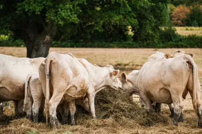 Un nouveau virus détecté dans des élevages bovins de l'Est