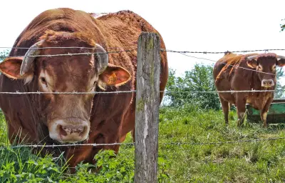 Un taureau chute de 20 mètres dans un jardin à Fougères