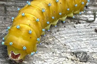 Une chenille de 7 cm, future Grand Paon de nuit, observée à Tende
