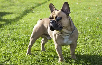 Urne de Ramsès perdue : le couple recherche toujours sa chienne