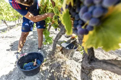 Vendanges 2026 : le ministère renonce aux prévisions d'août