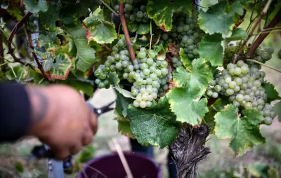 Vendanges 2026 : précocité record à Bordeaux