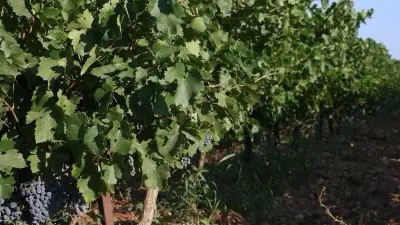 Vendanges et fête votive : prudence sur les routes à Beauvoisin