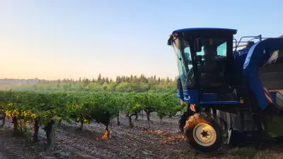 Vendanges précoces dans le Gard rhodanien : une saison prometteuse