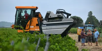 Vendanges précoces : les fortes chaleurs inquiètent les viticulteurs