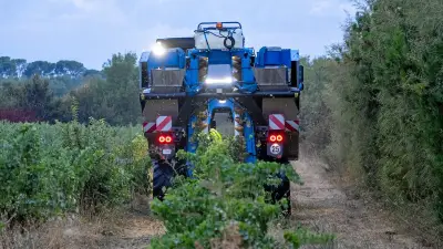 Vendanges précoces à Montpellier : Benoît Lacombe espère 5 tonnes/ha