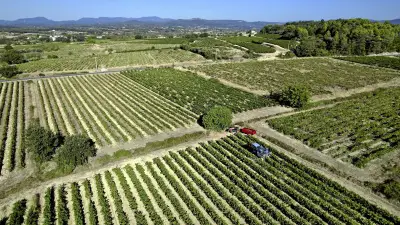 Vignerons des Cévennes : récolte précoce prometteuse mais faible en jus