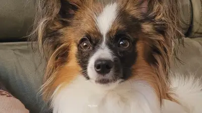 Vol de chien dans le Gard : 3 000 € de récompense pour retrouver Astorg