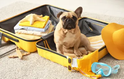 Voyager avec son animal : règles, transports et hébergements