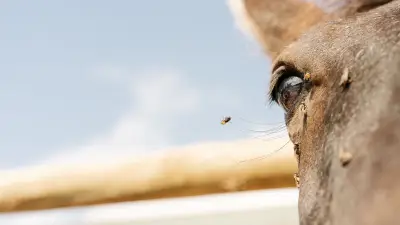 West Nile dans l'Hérault : six cas équins confirmés, la DDPP alerte
