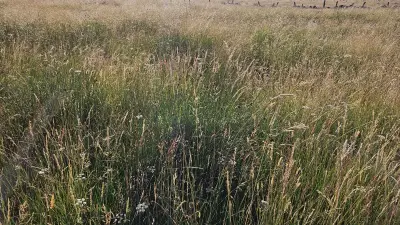 Zones humides : alliées face à la sécheresse pour l'abreuvement