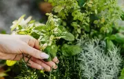 10 aromatiques increvables qui adorent le soleil brûlant