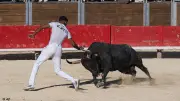 7 taureaux de 7 manades pour la dernière course camarguaise de l'été à Nîmes
