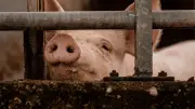 Abattoir de Perpignan : L214 porte plainte, la direction dénonce des faits isolés