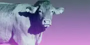 Abattoirs : l'éloignement prépare notre ignorance