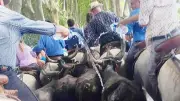 Abrivado de Vauvert : 8 km sous l'eau pour rafraîchir taureaux et gardians