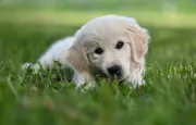 Adopter un chiot : les étapes clés avant l'arrivée