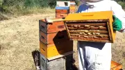 Agde : des apiculteurs créent une association contre les frelons asiatiques
