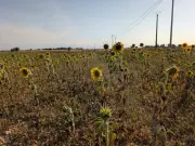 Agriculteurs face à la canicule : un été sans fin
