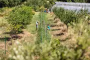 Agroforesterie : l'agriculture varoise renoue avec ses arbres