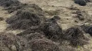 Algues au Grau-du-Roi : le Collectif Plage Nord agit chaque vendredi