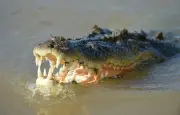Alligator : il survit en lui perçant l'œil avec son pouce