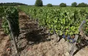 Alsace : vendanges 2026 les plus précoces jamais enregistrées