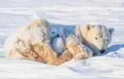 Amende de 4 550 euros pour avoir réveillé un ours polaire au Svalbard