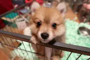 Animaleries : jusqu'à 1.500 € d'amende pour vente de chats et chiens