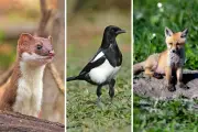 Animaux nuisibles : la liste 2026, un copier-coller aggravé