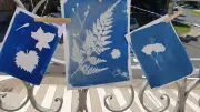 Atelier cyanotype à l'Espace panatois avec Aurore Senave