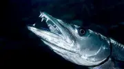 Attaquée par un barracuda, une ado de 13 ans raconte