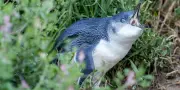 Australie : 5 000 manchots pygmées vaccinés contre la grippe aviaire