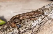 Autotomie caudale : comment les lézards perdent leur queue sans saigner