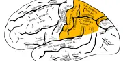 Autotopoagnosie : quand le cerveau perd la carte du corps