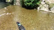 Baignade avec chien dans le Gardon et la Cèze : les spots à privilégier