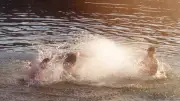Baignade interdite ou drapeau rouge : l'amende passe à 68 euros