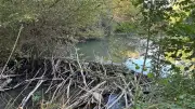 Balade à Bouillargues sur les traces du castor du Vistre