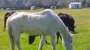 Balade en Camargue avec Les Aînés du Pouget le 4 septembre