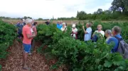 Balade nocturne dans les vignes de Saint-Privat-de-Champclos